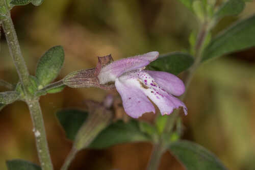 Clinopodium dentatum #17